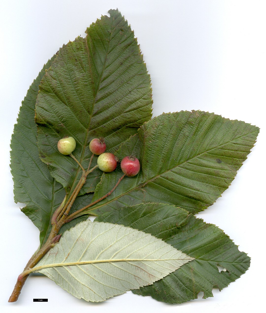 High resolution image: Family: Rosaceae - Genus: Sorbus - Taxon: aff. atrosanguinea